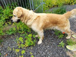 HLEDÁ SE MAJITEL PSA 1